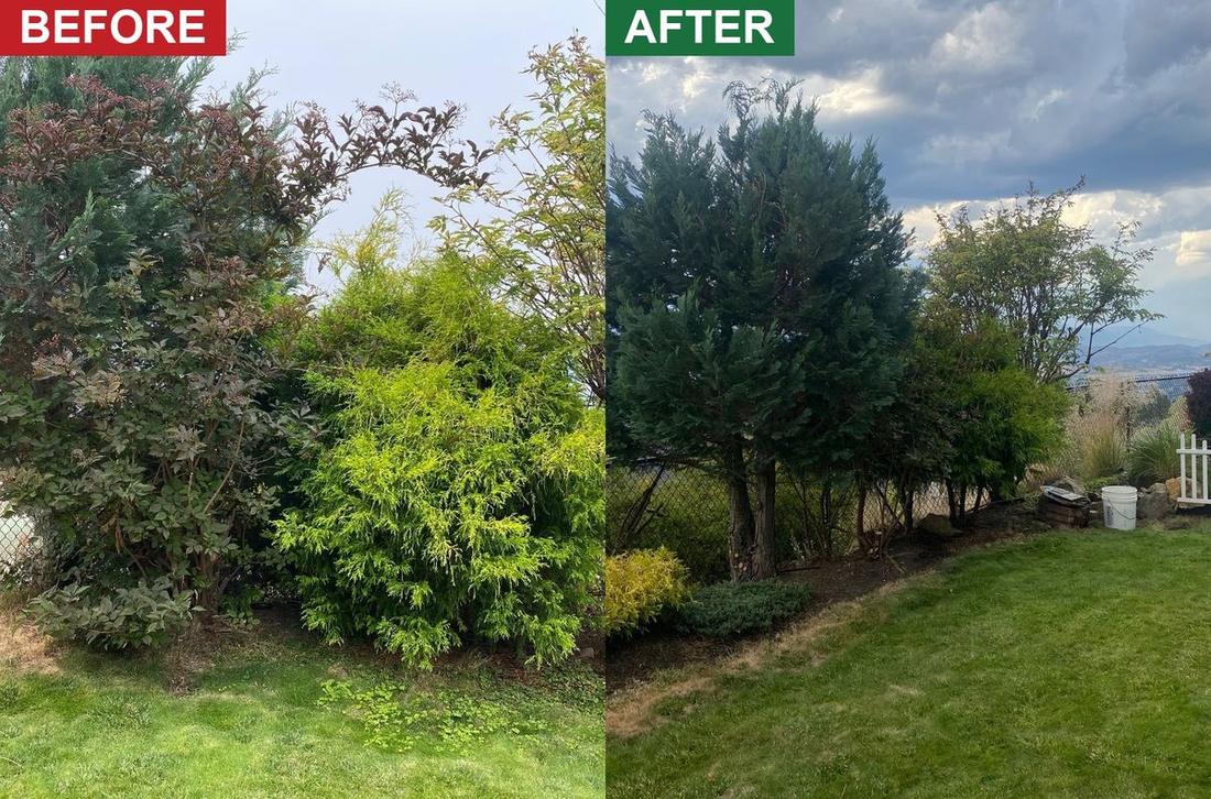 An overgrown shrub mass swallowing a back garden, then cut back and limbed up with the beds mulched and the lawn edge redrawn