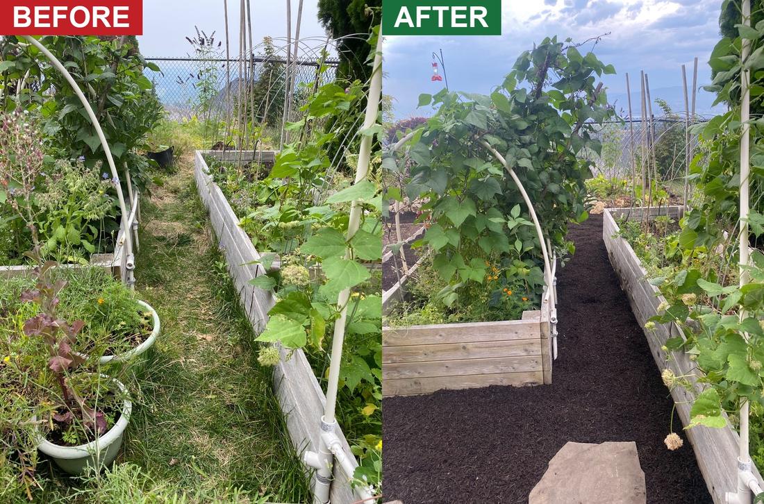 A vegetable garden aisle grown over with grass right up to the bed boards, then cleared and topped with fresh dark mulch and a stepping stone
